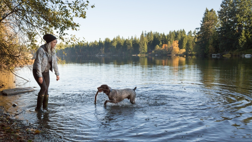 Dog playing fetch in lake
