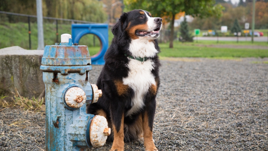 Bernese Mountain Dog next to fire hydrant