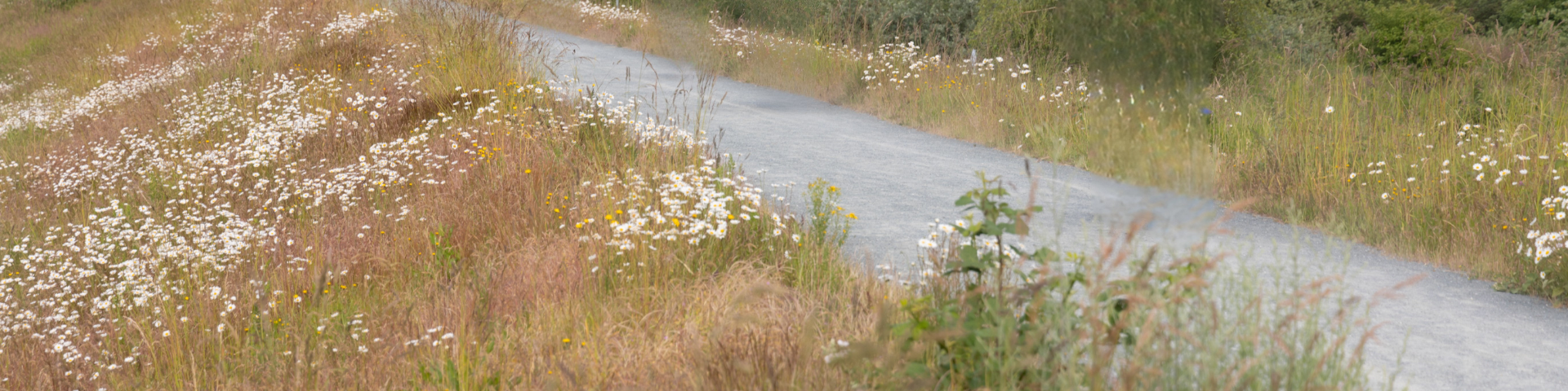 Dyke trail gravel path