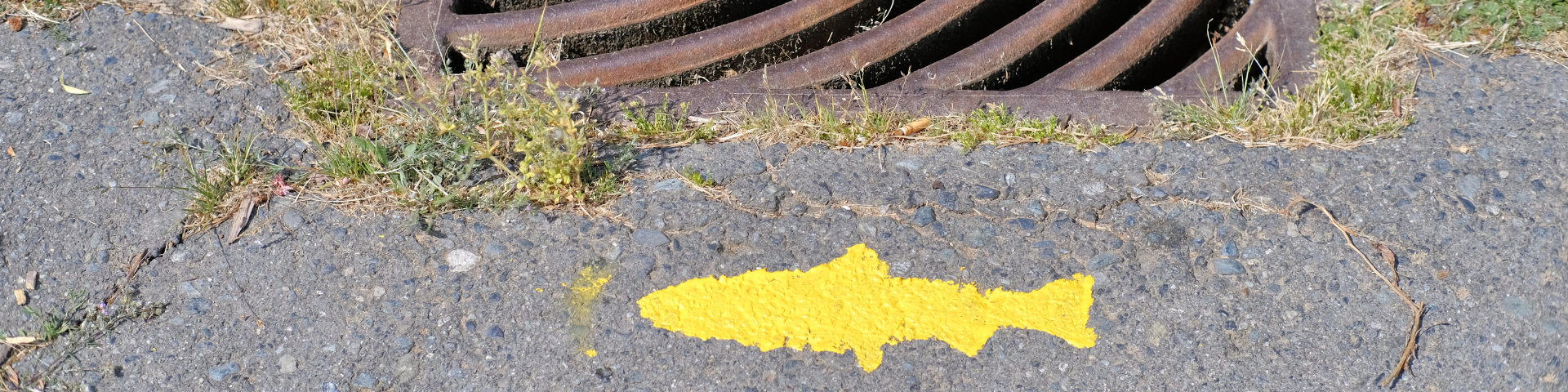 Yellow fish painted next to catch basin