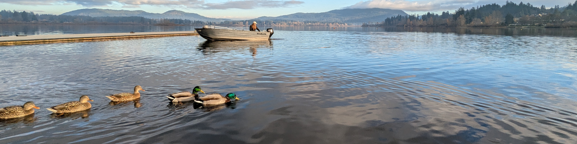 Ducks swimming on Quamichan Lake with a small boat in the background